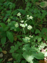 Bupleurum longifolium