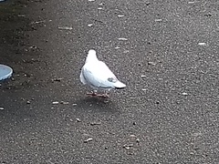Columba livia domestica