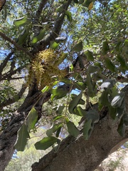 Ceratonia siliqua