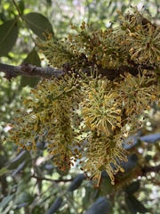 Ceratonia siliqua