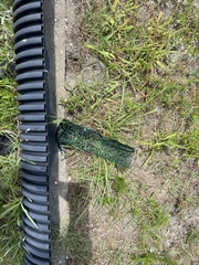 Malaclemys terrapin terrapin