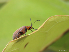 Neolochmaea dilatipennis