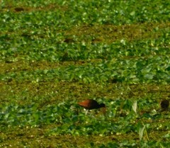 Jacana jacana