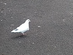 Columba livia domestica