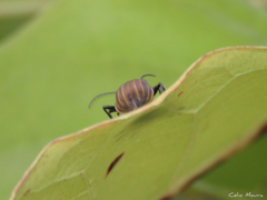 Neolochmaea dilatipennis