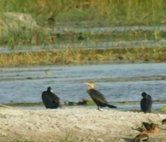 Nannopterum brasilianum