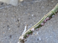 Ceroplastes sinensis