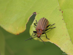 Neolochmaea dilatipennis