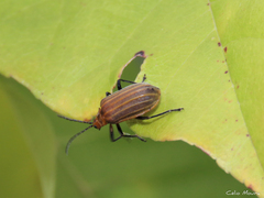 Neolochmaea dilatipennis