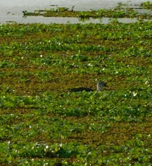 Sarkidiornis sylvicola