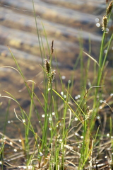 Carex rotundata