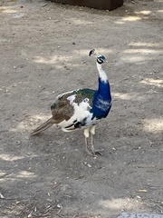 Pavo cristatus