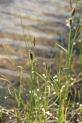 Carex rotundata