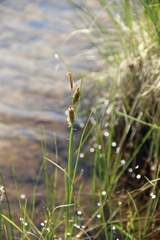 Carex rotundata