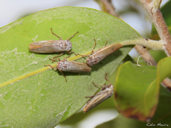 Tretogonia