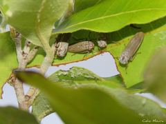 Tretogonia