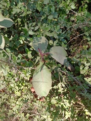 Arbutus andrachne