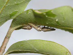 Tretogonia