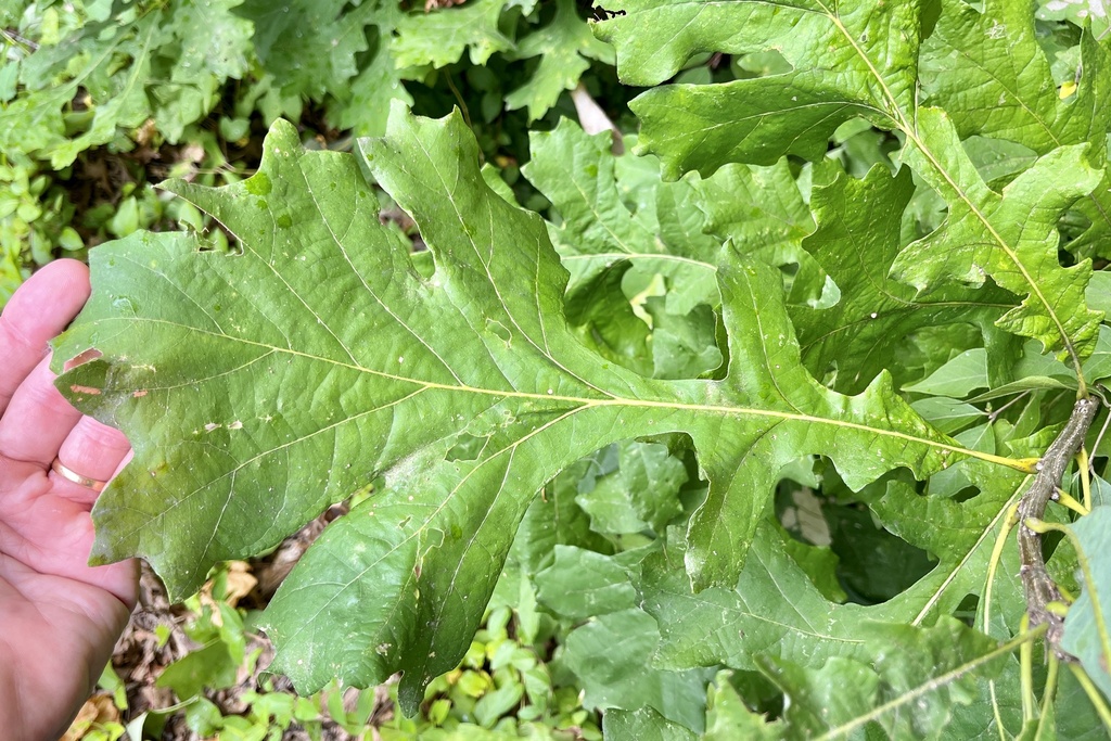 bur oak from Spanish Lake Park, Saint Louis, MO, US on July 25, 2022 at ...