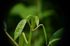 Excoecaria agallocha