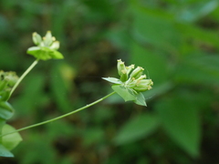 Bupleurum longifolium