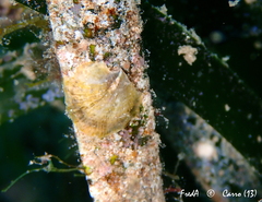Anomia ephippium