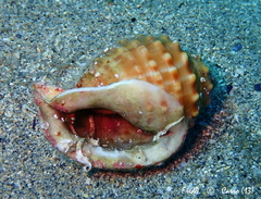 Galeodea echinophora