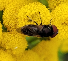 Chrysogaster cemiteriorum