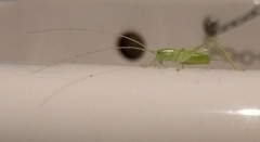 Meconema meridionale