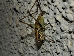 Eupholidoptera smyrnensis