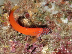 Microlipophrys nigriceps