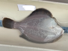 Pleuronichthys decurrens