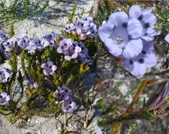 Roella maculata