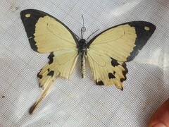 Papilio dardanus dardanus