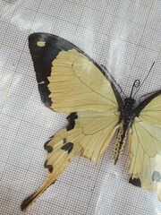 Papilio dardanus dardanus