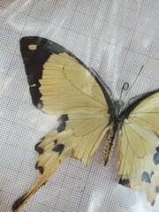 Papilio dardanus dardanus