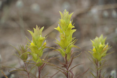 Orthocarpus barbatus