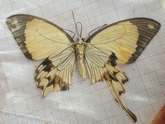 Papilio dardanus dardanus