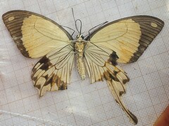 Papilio dardanus dardanus