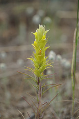 Orthocarpus barbatus