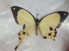 Papilio dardanus dardanus