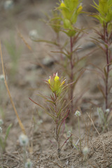 Orthocarpus barbatus