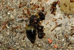 Bombus terrestris dalmatinus