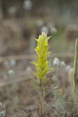 Orthocarpus barbatus