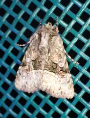 Lacinipolia parvula
