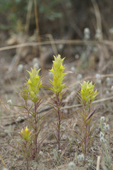 Orthocarpus barbatus