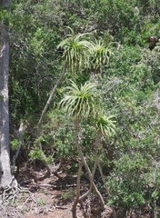 Aloe pluridens