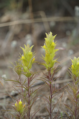 Orthocarpus barbatus