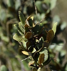 Hesperomeles ferruginea