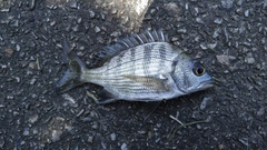 Acanthopagrus schlegelii